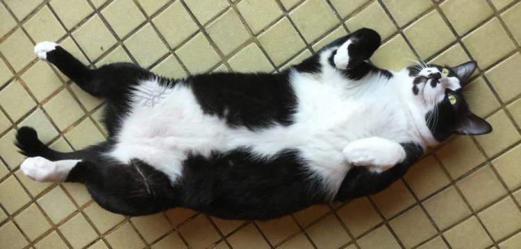 58602830_359678261335786_21086927918727168_n